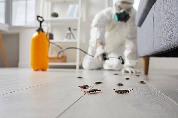 Post-Treatment Bed Bug Interceptor Monitoring in Southaven
